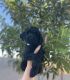 Golden Doodle Puppies for sale in Buckeye, AZ 85396, USA. price: NA
