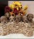 Golden Doodle Puppies for sale in Fort Worth, TX, USA. price: $2,500