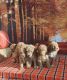 Golden Doodle Puppies for sale in Glen Allen, VA 23059, USA. price: NA