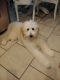 Golden Doodle Puppies for sale in Brandon, FL, USA. price: $1,500