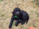 Golden Doodle Puppies for sale in Tacoma, WA 98498, USA. price: $2,200