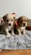 Golden Doodle Puppies for sale in Paw Paw, MI 49079, USA. price: NA