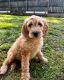 Golden Doodle Puppies for sale in Grayson, GA 30017, USA. price: NA