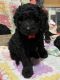 Golden Doodle Puppies for sale in Kimberling City, MO 65686, USA. price: $800