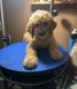 Golden Doodle Puppies for sale in Ossian, IN 46777, USA. price: NA