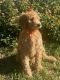 Golden Doodle Puppies for sale in Temple, TX, USA. price: $1,500