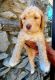 Golden Doodle Puppies for sale in Paducah, KY, USA. price: $500