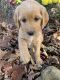 Golden Doodle Puppies for sale in Eagle Rock, VA 24085, USA. price: NA