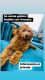 Golden Doodle Puppies for sale in Hialeah, FL, USA. price: NA