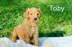 Golden Doodle Puppies for sale in Garden City, KS 67846, USA. price: $1,300