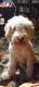 Golden Doodle Puppies for sale in South Bend, IN, USA. price: $1,000