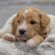 Golden Doodle Puppies for sale in Prim, AR 72130, USA. price: NA