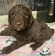 Golden Doodle Puppies for sale in Groesbeck, OH 45251, USA. price: $1,800