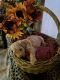 Golden Doodle Puppies for sale in Coldspring, TX 77331, USA. price: NA