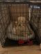 Golden Doodle Puppies for sale in Midland, TX, USA. price: $1,400
