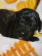 Golden Doodle Puppies for sale in Norwalk, CA, USA. price: NA