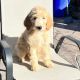 Golden Doodle Puppies for sale in San Diego, CA, USA. price: NA