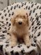 Golden Doodle Puppies for sale in Gulfport, MS, USA. price: $250