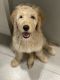 Golden Doodle Puppies for sale in Orange City, FL, USA. price: $1,500