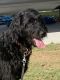 Golden Doodle Puppies for sale in Belton, TX, USA. price: $200