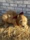 Golden Doodle Puppies for sale in Indian Land, SC 29707, USA. price: NA