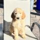 Golden Doodle Puppies for sale in San Diego, CA, USA. price: $1,300