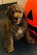 Golden Doodle Puppies for sale in Webster, TX 77598, USA. price: NA