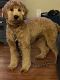 Golden Doodle Puppies for sale in Waxahachie, TX, USA. price: $500