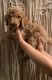 Golden Doodle Puppies for sale in Eastvale, CA, USA. price: $2,000
