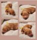 Golden Doodle Puppies for sale in Nampa, ID, USA. price: NA