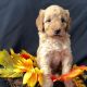 Golden Doodle Puppies for sale in Vacaville, CA, USA. price: NA