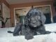 Golden Doodle Puppies for sale in Rosamond, CA, USA. price: NA