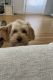 Golden Doodle Puppies for sale in Menlo Park, CA, USA. price: NA