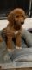 Golden Doodle Puppies for sale in 15433 Giordano St, La Puente, CA 91744, USA. price: NA