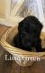Golden Doodle Puppies for sale in Burtchville Township, MI 48059, USA. price: NA