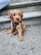 Golden Doodle Puppies for sale in 1255 Madison St, Brooklyn, NY 11221, USA. price: NA