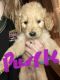Golden Doodle Puppies for sale in Quincy, IL, USA. price: $750