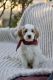 Golden Doodle Puppies for sale in Rio Linda, CA 95673, USA. price: $2,000