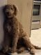 Golden Doodle Puppies for sale in Franklin, TN, USA. price: NA