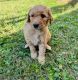 Golden Doodle Puppies for sale in Edmond, OK, USA. price: NA