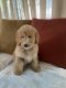 Golden Doodle Puppies for sale in City of Industry, CA 91746, USA. price: $1,450