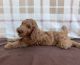 Golden Doodle Puppies for sale in Newark, OH, USA. price: $1,200