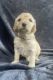 Golden Doodle Puppies for sale in Spencer, IA 51301, USA. price: $600