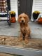 Golden Doodle Puppies for sale in Oxford Charter Township, MI, USA. price: $500