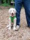 Golden Doodle Puppies for sale in Cedarcreek, MO 65627, USA. price: $500