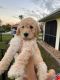 Golden Doodle Puppies for sale in Punta Gorda, FL, USA. price: $2,000