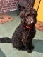 Golden Doodle Puppies for sale in Baltimore, MD, USA. price: $700