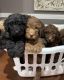 Golden Doodle Puppies for sale in Etowah, TN 37331, USA. price: $100,000