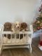 Golden Doodle Puppies for sale in Bardstown, KY 40004, USA. price: $1,000