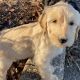 Golden Doodle Puppies for sale in Louisville, KY, USA. price: NA